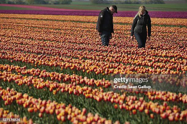 Farmers Benedikt Sellmann and Wenke Hinze inspect rows of tulips at the Degenhardt-Sellmann Spezialkulturen tulip fields near Magdeburg on May 2,...