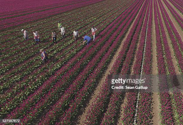 In this aerial view workers pluck the remaining flower heads off tulips after a special cutting machine had passed over the rows at the...