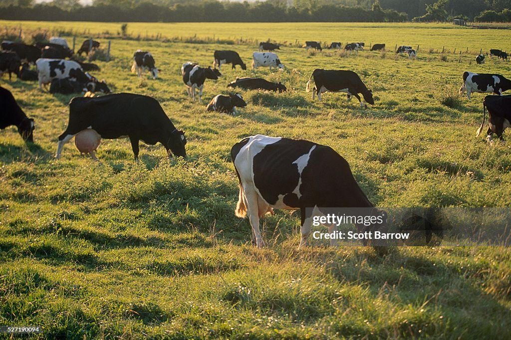 Dairy cows grazing