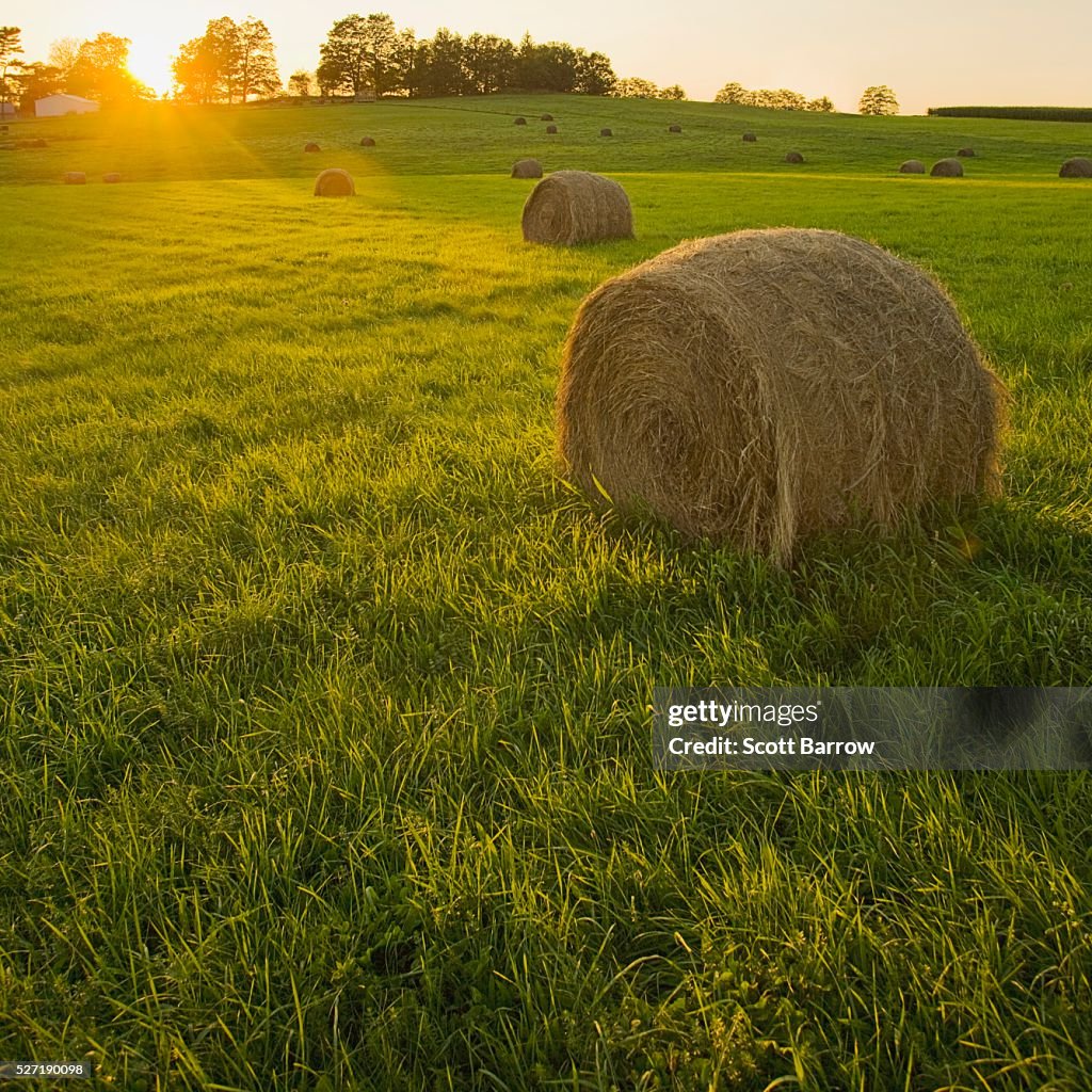 Hay bales in a field