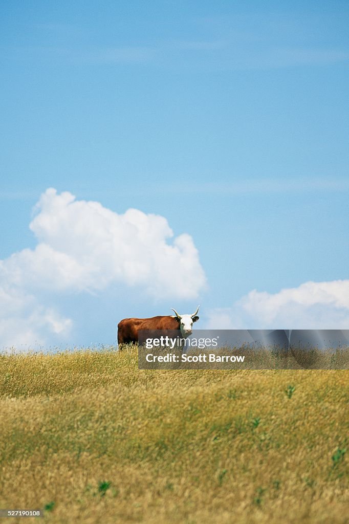 Bull in a field