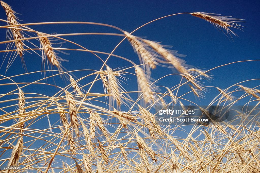 Dry wheat