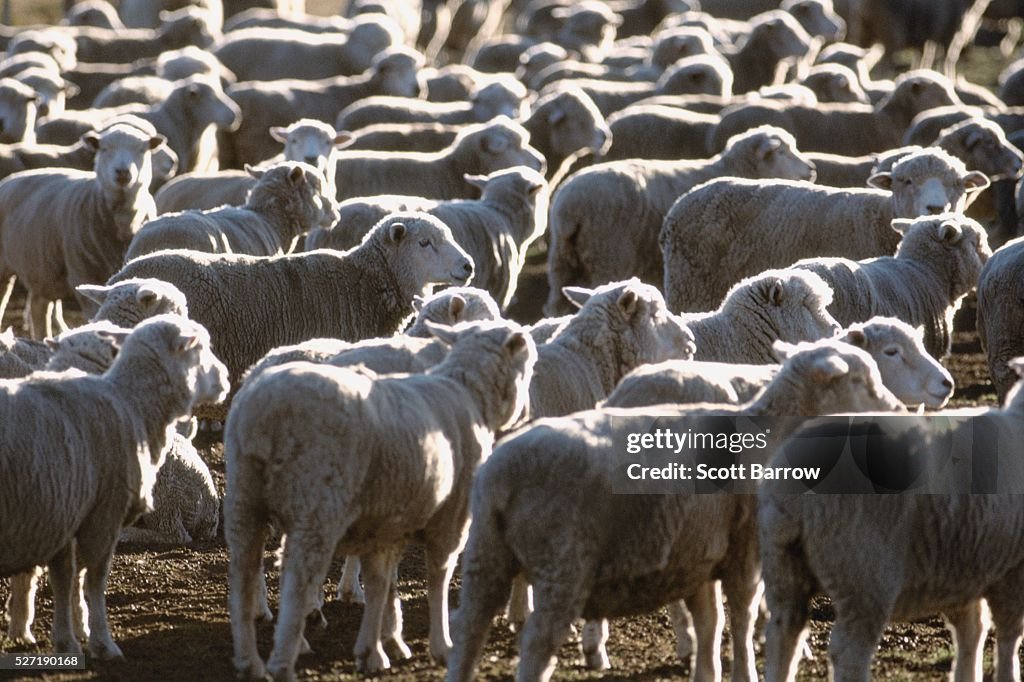 Herd of sheep