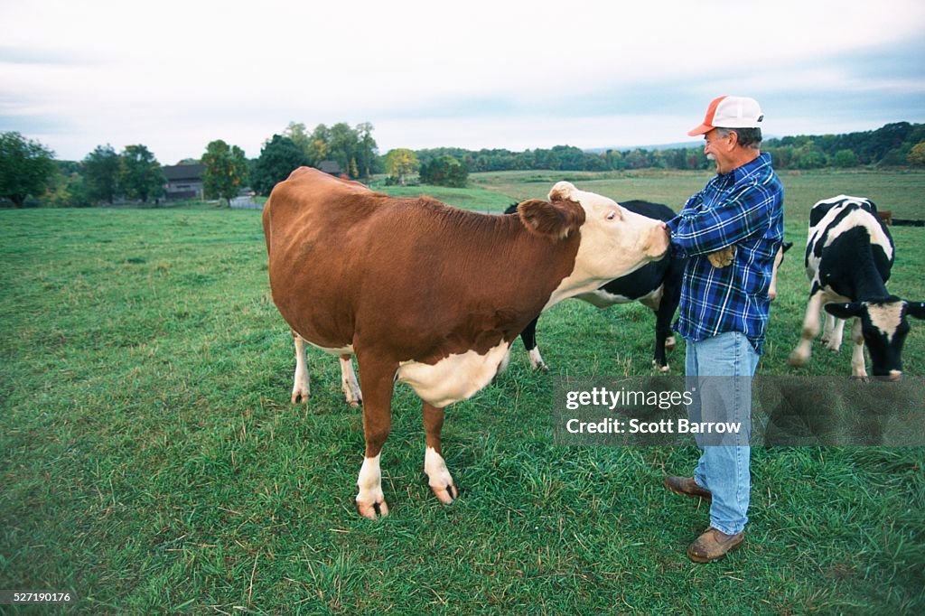 Rancher with his cows