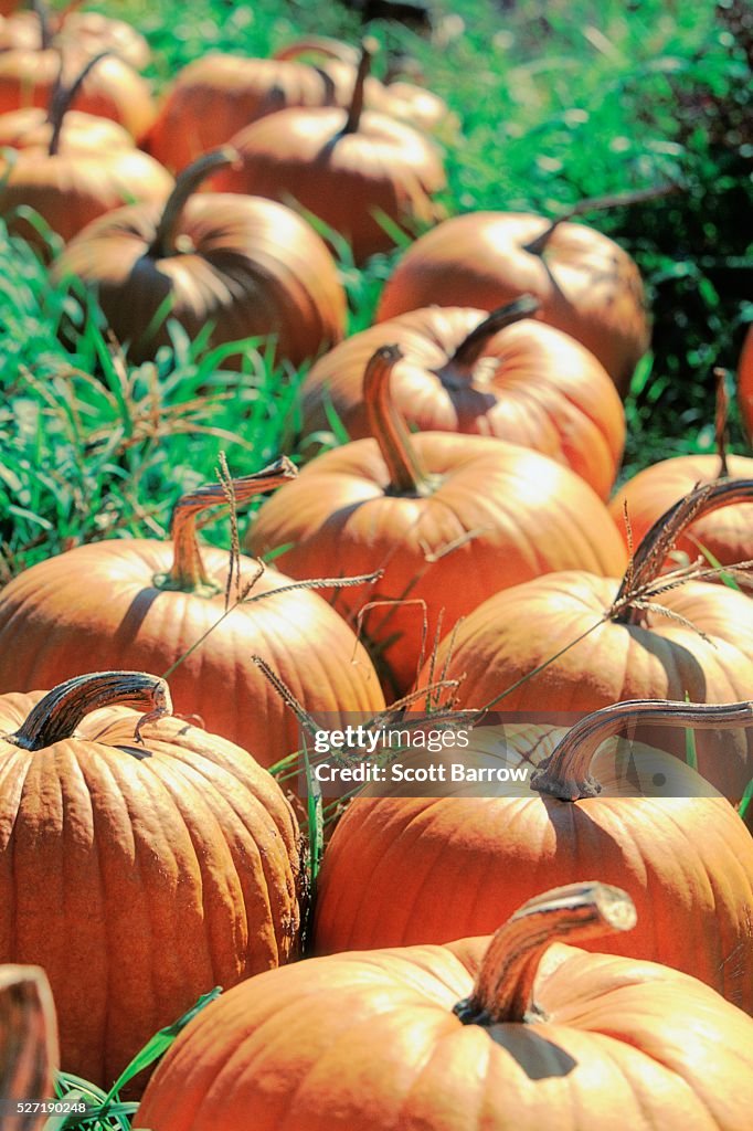 Pumpkin patch