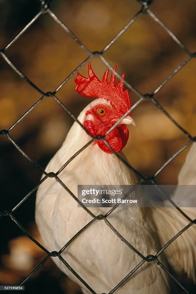 Rooster looking through a fence