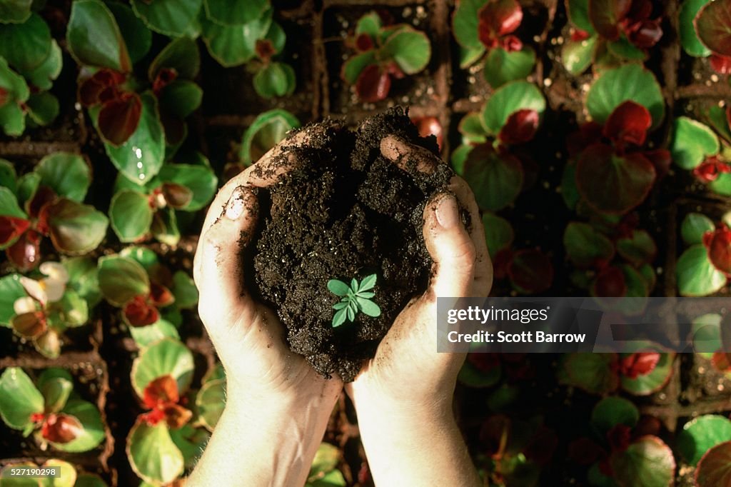 Hands holding a seedling