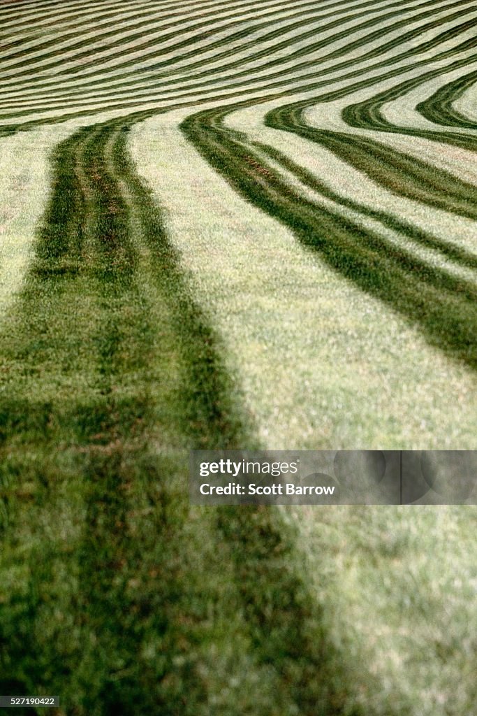 Cut hay field