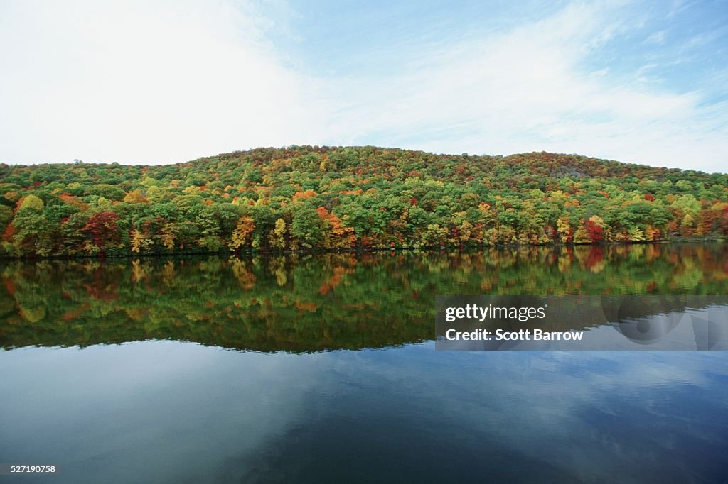 Forest by a lake