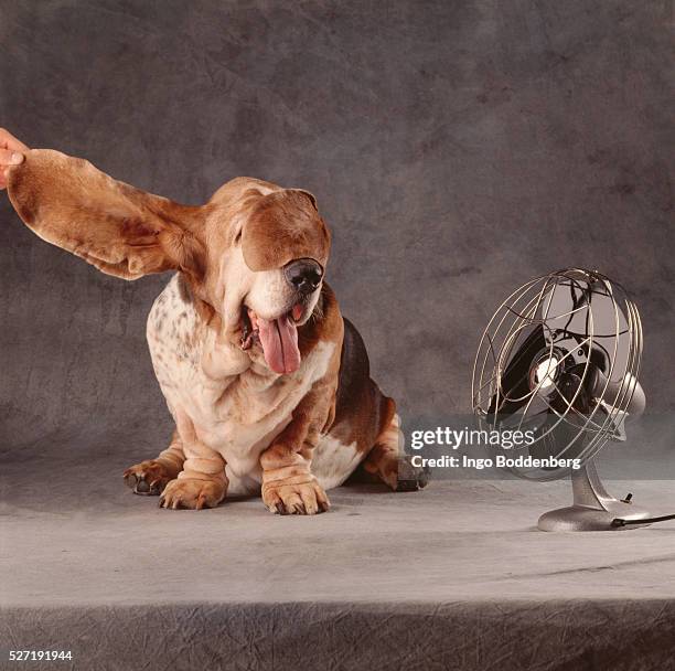 ventilator blows ear into a basset's face - ventilator stock-fotos und bilder