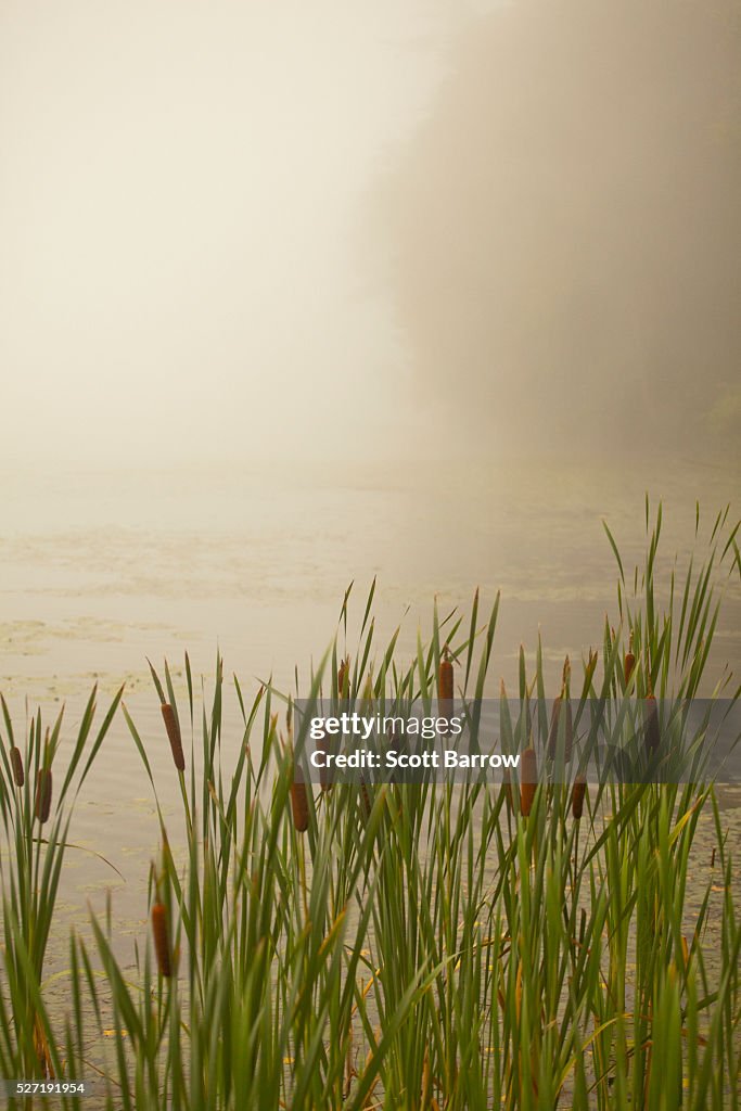 Cattails on a foggy lake shore