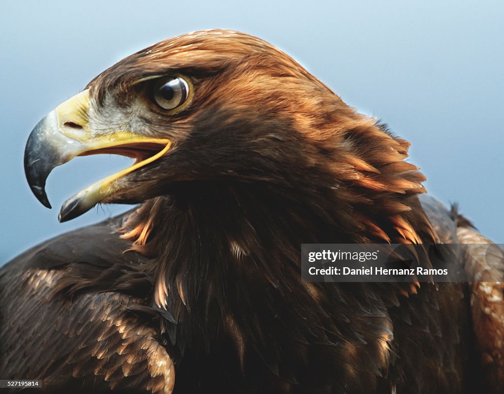 Golden Eagle