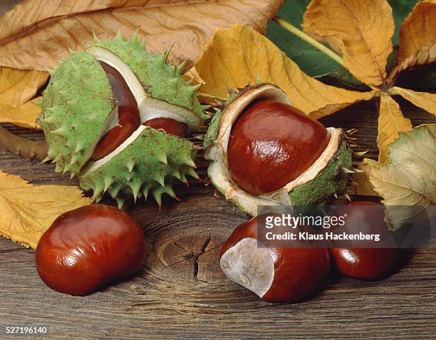 chestnuts - horse chestnut tree stock pictures, royalty-free photos & images