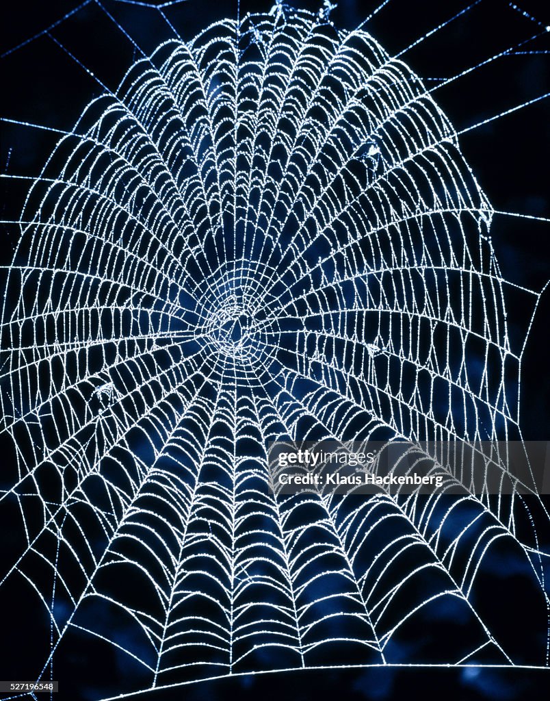 Spider's web with dewdrops