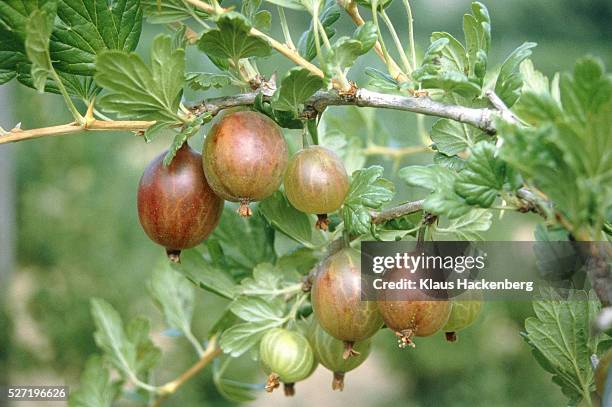 gooseberries hanging on the shrub - stachelbeere stock-fotos und bilder