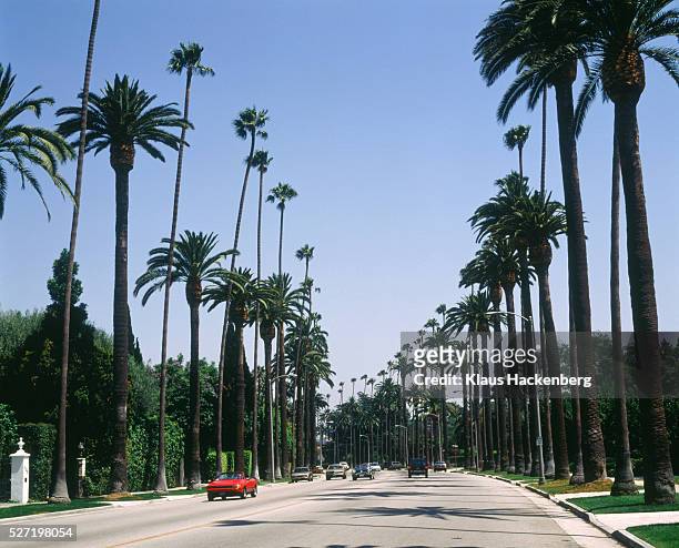 avenue with palms in beverly hills (usa) - beverly hills californië stockfoto's en -beelden