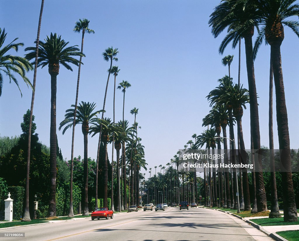 Avenue with palms in Beverly Hills (USA)