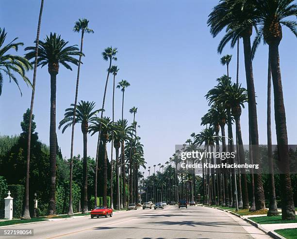 avenue with palms in beverly hills (usa) - beverly hills bildbanksfoton och bilder