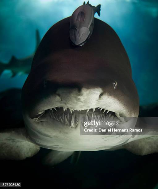 sand tiger shark - requin tigre des sables photos et images de collection