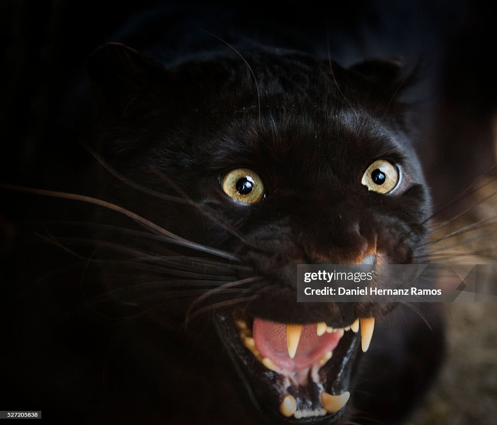 Leopard Anger Angry Black Leopard High-Res Stock Photo - Getty Images