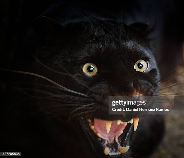 122 Angry Black Panther Photos and Premium High Res Pictures - Getty Images 122 Angry Black Panther Photos and Premium High Res Pictures - Getty Images