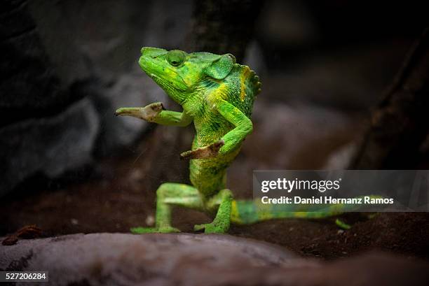 1,396 Funny Lizard Photos and Premium High Res Pictures - Getty Images 1,396 Funny Lizard Photos and Premium High Res Pictures - Getty Images