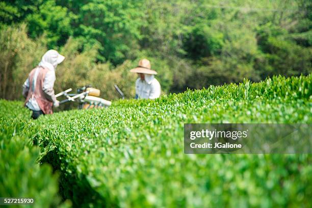 green tea farm - satoyama scenery 個照片及圖片檔