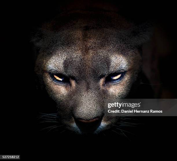 cougar face - puma stockfoto's en -beelden