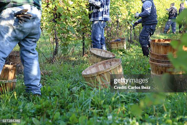 people harvesting grapes - grape harvest stock pictures, royalty-free photos & images