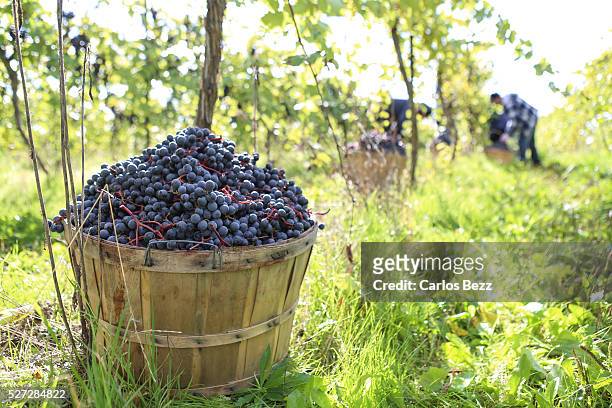 red grapes harvest - wine harvest stock pictures, royalty-free photos & images