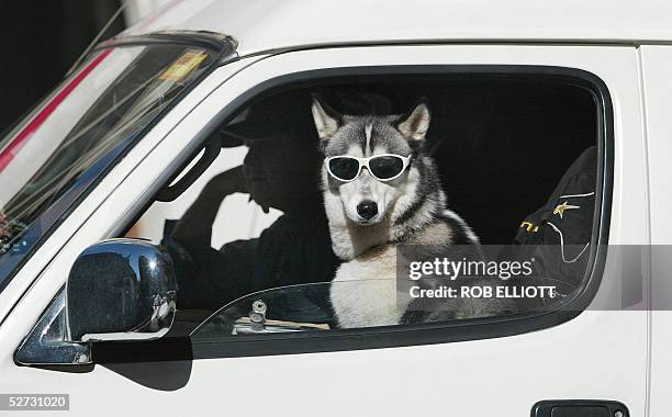 Siberian Husky wears a pair of sunglasses as it sits in the passenger seat of a van stopped at traffic lights in Sydney, 29 April 2005. The Siberian...