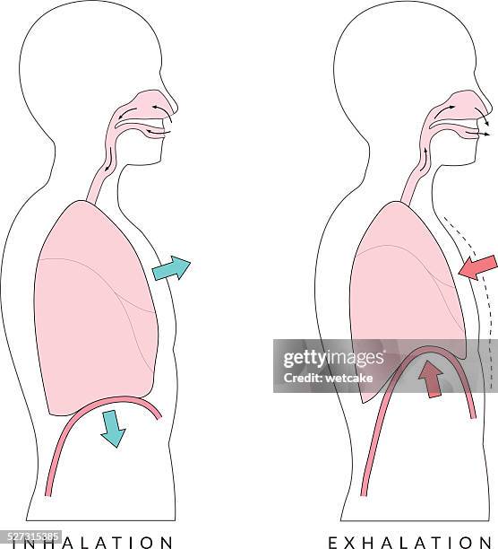 illustrations, cliparts, dessins animés et icônes de respiration - human lung