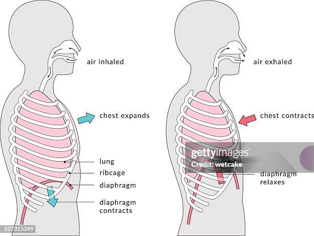 stockillustraties, clipart, cartoons en iconen met breathing diagram - diafragma