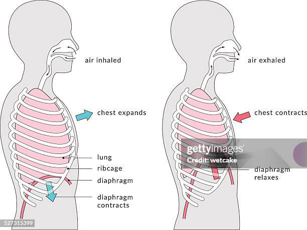 ilustrações, clipart, desenhos animados e ícones de diagrama de respiração - costela osso humano
