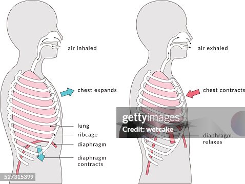 Breathing Diagram Breathing Diagram