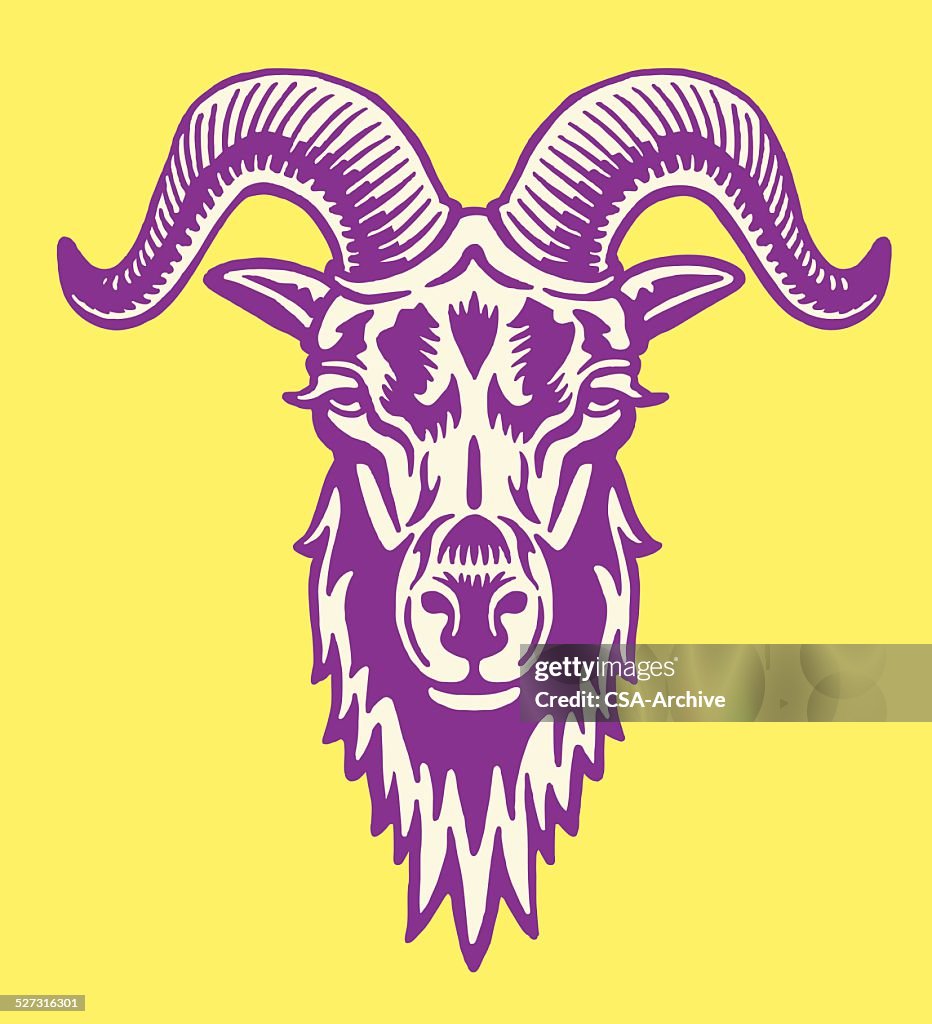 Big Horned Goat