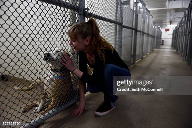 Michelle Foster pets an unnamed dog up for adoption at the Aurora Animal Shelter in Aurora, Colorado on April 28, 2016. Aurora Animal Shelter...