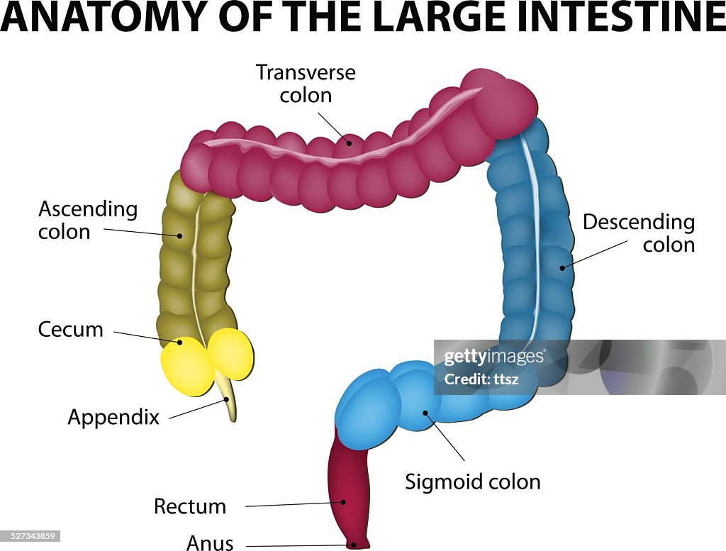 Large Intestine Human Anatomy High-Res Vector Graphic - Getty Images