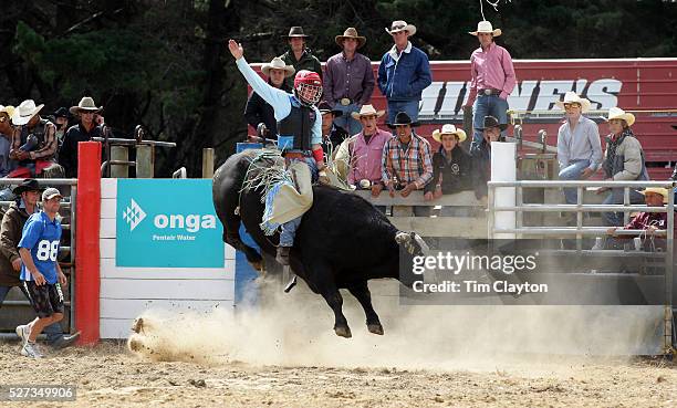Open Bulls Rodeo 253 Open Bull Riding Stock Photos, High-Res Pictures, and Images ...