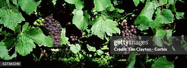 Pinot Noir grapes on the vine in the Marlborough Wine Region, Blenheim, South Island of New Zealand. The Marlborough wine region is New Zealand's...