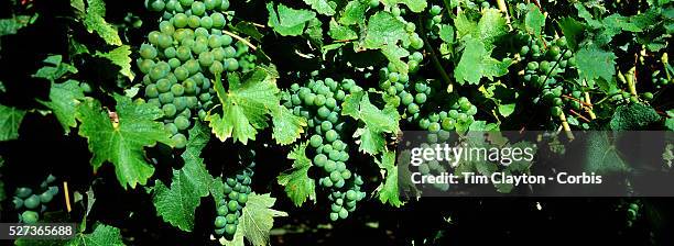 Sauvignon Blanc grapes on the vine in the Marlborough Wine Region, Blenheim, South Island of New Zealand. The Marlborough wine region is New...