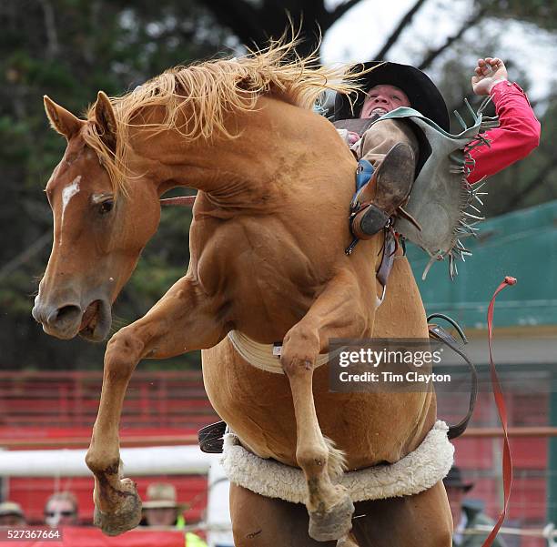 Open Bulls Rodeo 253 Open Bull Riding Stock Photos, High-Res Pictures, and Images ...