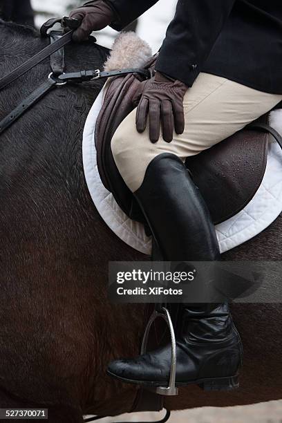 close up of a huntsman ready for fox hunt - american foxhound stockfoto's en -beelden