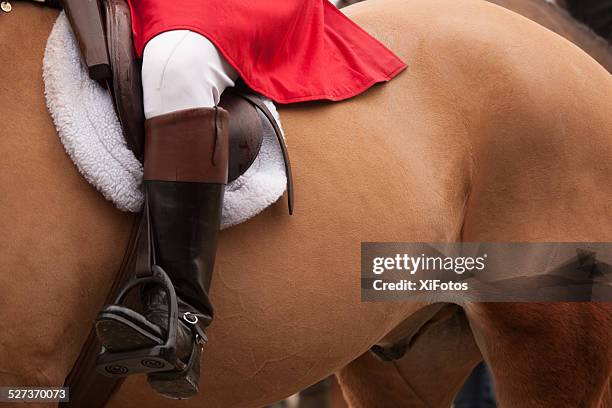 close up of a huntsman ready for fox hunt - american foxhound stockfoto's en -beelden