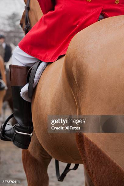 close up of a huntsman ready for fox hunt - american foxhound stockfoto's en -beelden