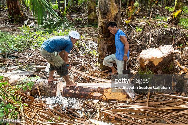 harvesting a sago palm - mentawai islands stock pictures, royalty-free photos & images