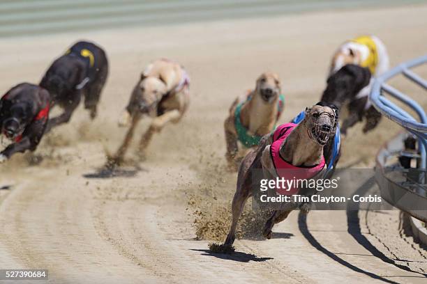 Greyhounds in action as they race to the finish line during greyhound racing at Forbury Park Raceway, St. Kilda, Dunedin, Otago, New Zealand. 24th...