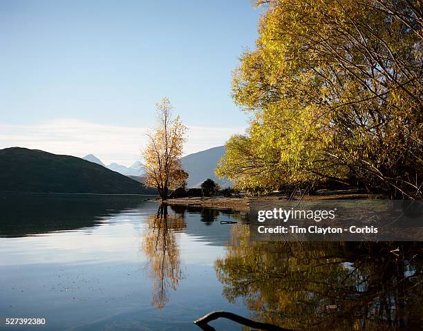 Tranquil scene at Glendhu Bay on the edge of Lake Wanaka showing Mount Aspiring in the distance as the leaves on the trees change color as Autumn...