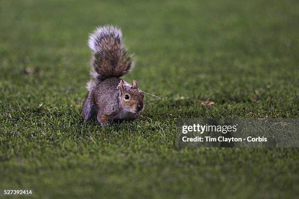 Photographer Howard Smith saves a squirrel after it appeared on the pitch during the Haiti V Honduras CONCACAF Gold Cup group B football match at Red...