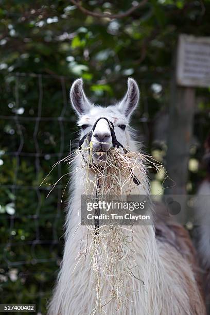 a lama at the the hawke's bay farmyard zoo - funny llama stock-fotos und bilder